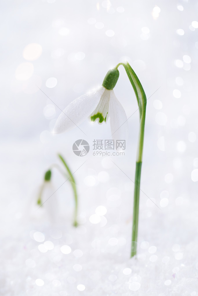 可爱的雪花朵柔软的焦点白色工作室雪图片