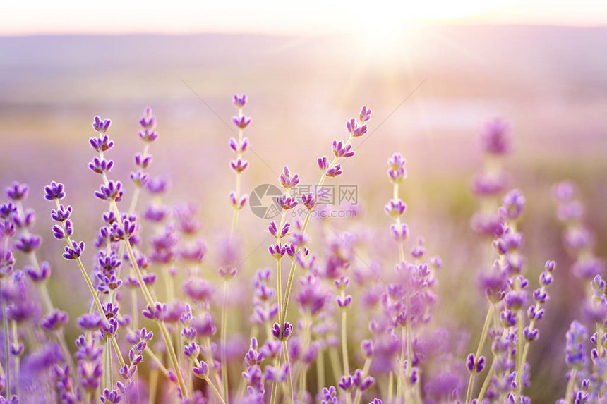 薰衣草灌木在日落时特写日落在薰衣草的紫色花朵上闪烁法国普罗旺斯地区图片
