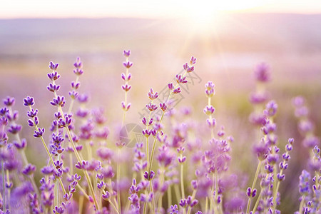薰衣草灌木在日落时特写日落在薰衣草的紫色花朵上闪烁法国普罗旺斯地区图片