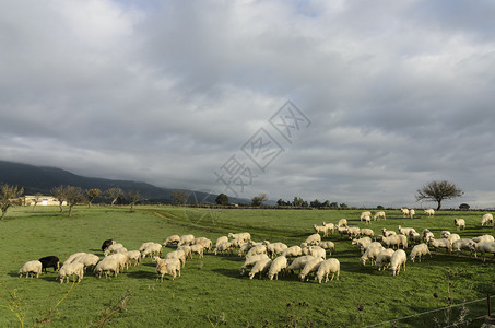 秋天在绿草丛中吃草的羊高清图片