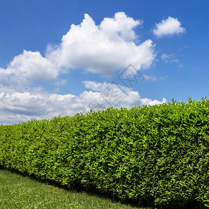 花园中的绿篱以蓝天白云为背景图片
