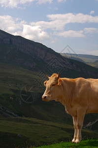 牛在山上吃草图片