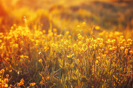 春天的花朵和阳光的领域图片