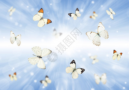 赫雷夏蒂克许多蝴蝶飞过绿草地夏设计图片