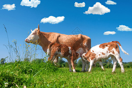 母牛在田野里喂两只小牛背景图片