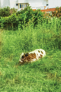 草背景图案中的奶牛图片