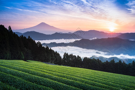 富士山和茶框架与早晨的雾海图片