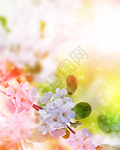 春天的花朵郁金香在的背景下图片