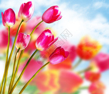 春天的花朵郁金香在的背景下图片