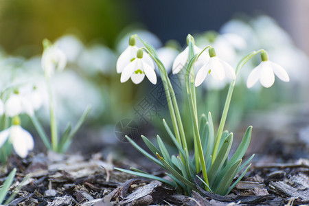 生长在春天庭院里的美丽的白色雪花莲背景