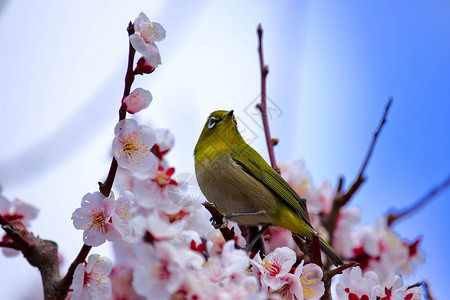 日本大阪梅树上的日本白眼鸟图片
