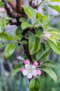 雨后开花的苹果树贴图片