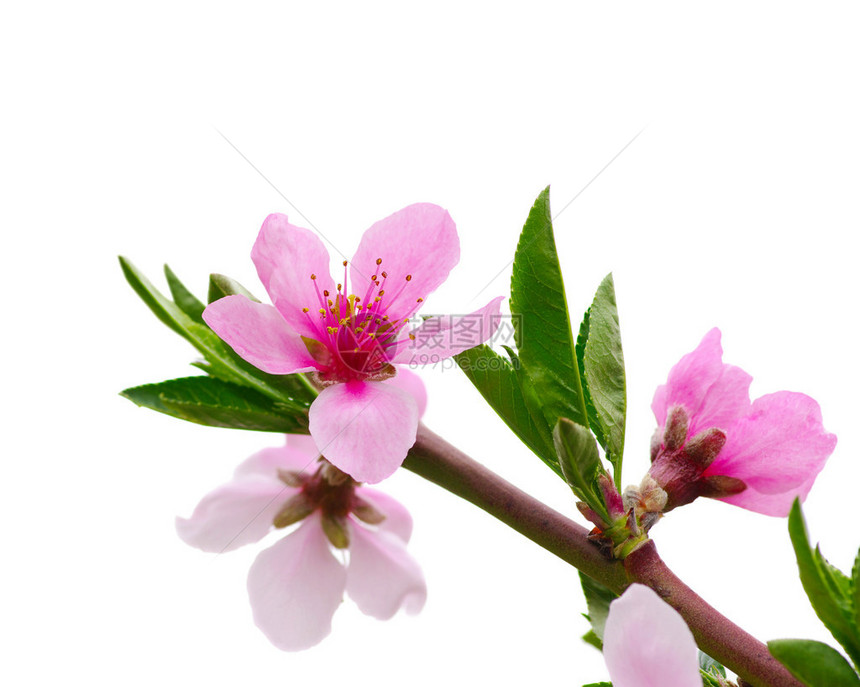 粉红色花朵的分图片
