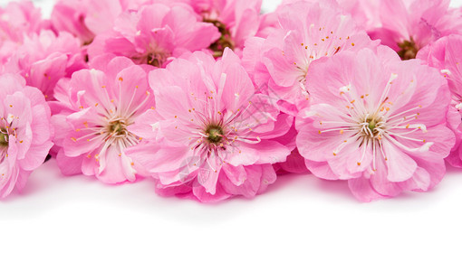 杏仁花杏仁树粉红色的花朵特写与树枝图片