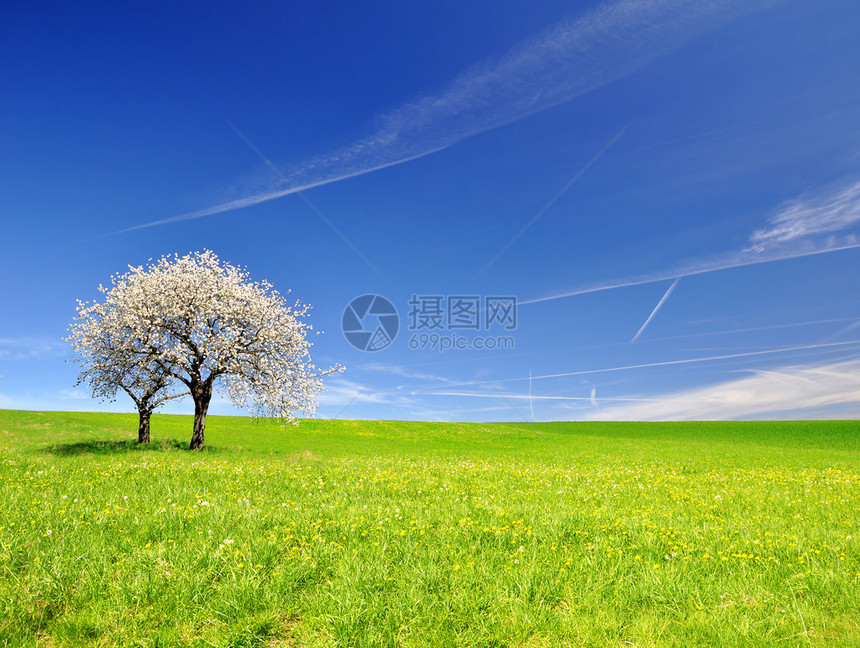 春天风景中盛开的樱桃树图片