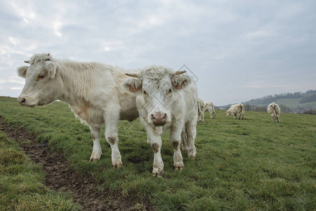 牛群在田野上放牧法国诺曼底养着大头牛在乡图片