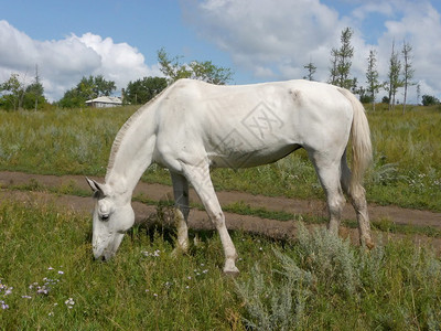 田野上的白马在农村吃草图片