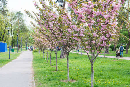 公园里盛开的樱花树有步行的人图片