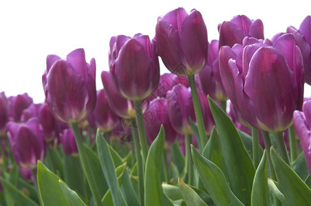 紫色的郁金香对图片
