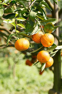 植物上的新鲜橙子橙树图片