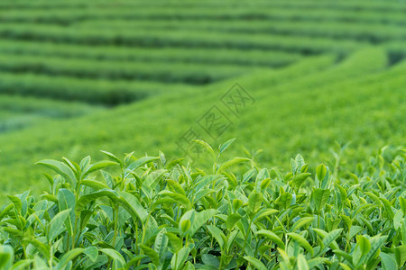 绿茶芽和叶子茶园图片