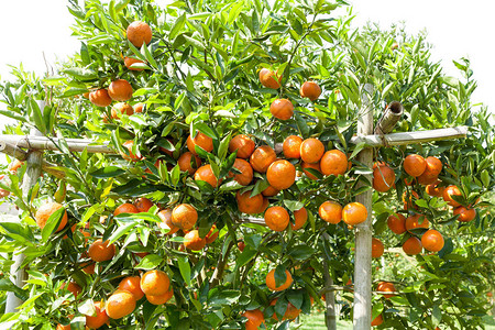 植物上的新鲜橙子橙树图片