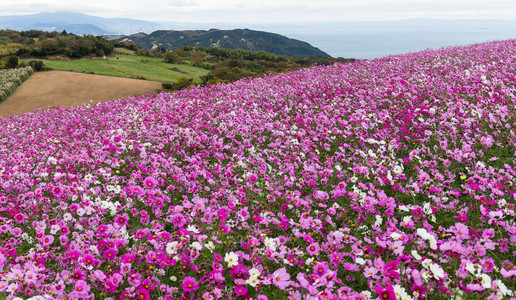 粉红波斯菊花田背景图片