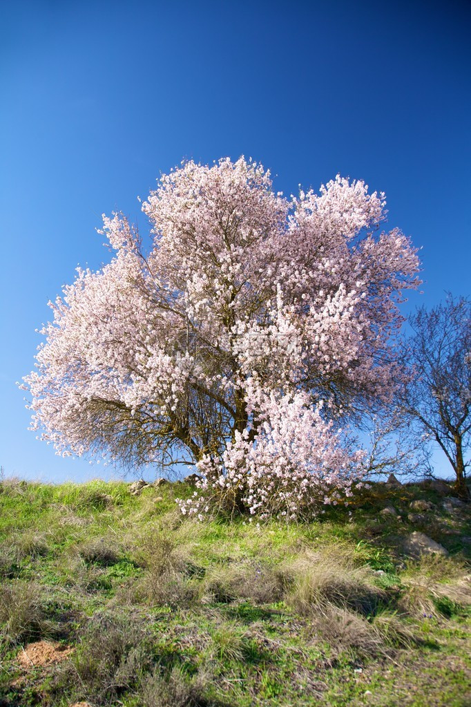 在西班牙的开花的樱桃树图片