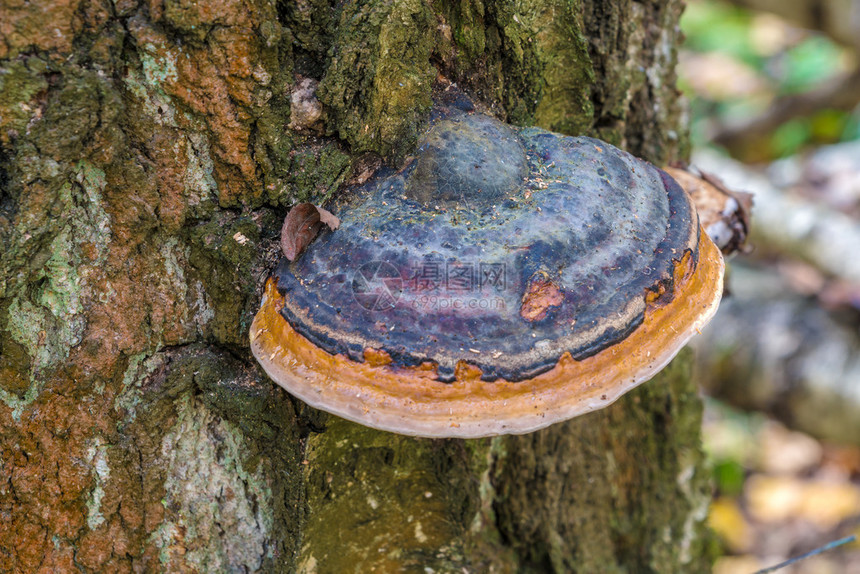 木林中一具死去的树枝上的大铁板真菌Fomitoposispic图片