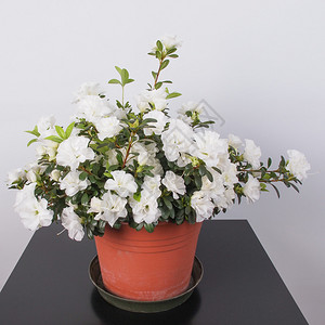 夏季白色AzaleaRhododendendron花朵图片