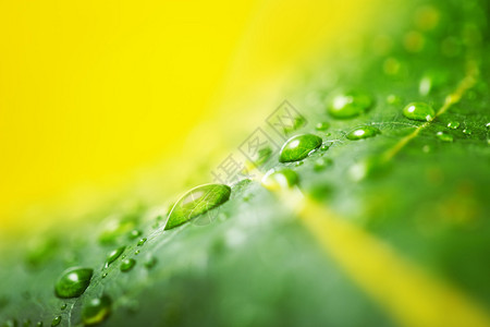 以新鲜绿叶和雨滴为背景的纹理图片