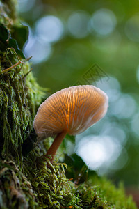 生长在森林苔藓中的蘑菇图片