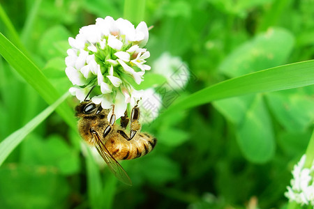 在收集花粉的白青花上工作时近背景图片