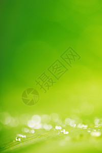 绿叶纹理背景上的水滴图片