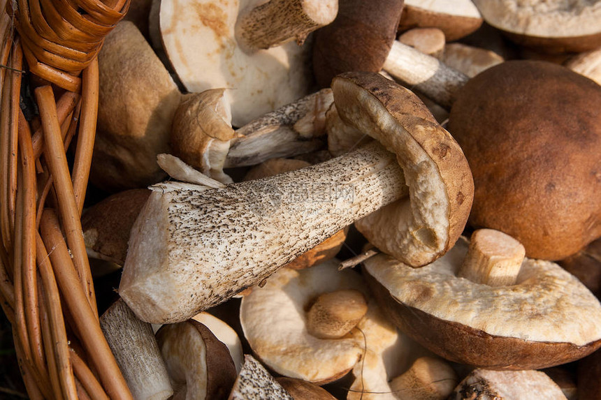 在柳条篮子里收获了秋天惊人的食用蘑菇棕色帽牛肝菌自然背景下柳条篮中食用菌棕帽图片