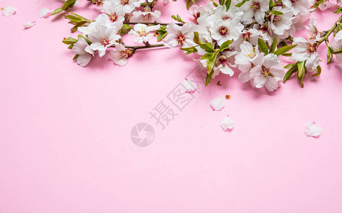 粉红色背景的杏花束复制空图片