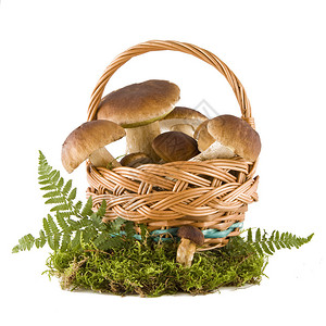 编笠菌柳条篮中的牛肝菌蘑菇背景