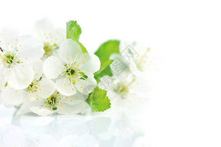 花朵中樱桃树枝在白色图片
