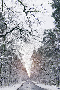 在寒冷的冬季森林中图片