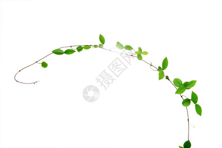 孤立在白色背景上的绿色藤蔓背景图片