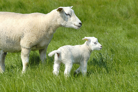 羊妈妈和小羊图片