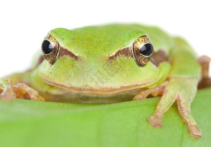 绿青蛙金眼睁的金色眼睛在白背景上孤立图片