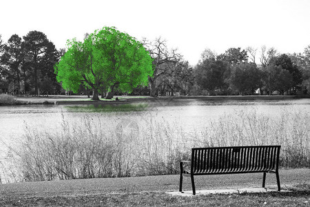 黑色和白色风景中的绿树图片