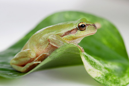 叶子上凸出金色眼睛的绿色青蛙图片