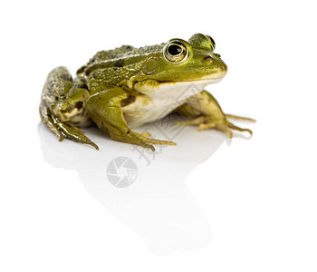 在白色背景前的普通水蛙背景图片
