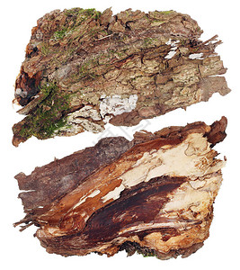 橡树皮片段的顶部和底部视图与生长的森林地衣菌落白色工图片