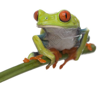 红眼树青蛙阿加利施尼斯克里米德里亚斯背景图片
