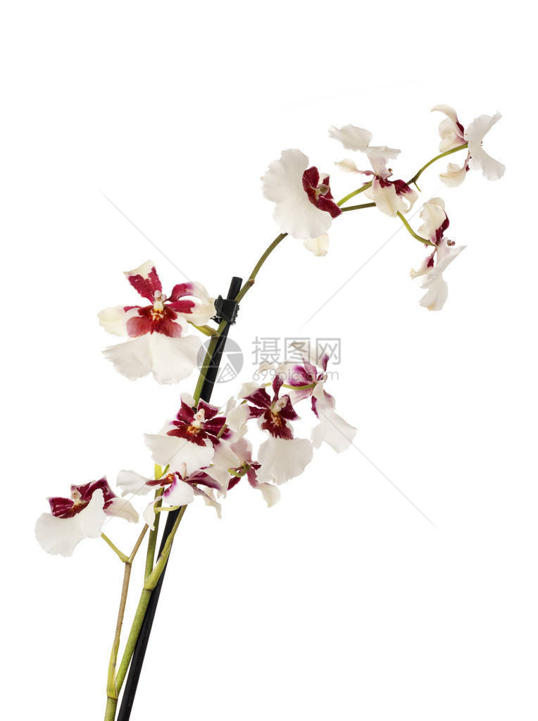 白色背景前的大花蕙兰盆栽植物图片