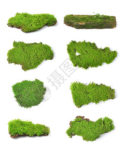 孤立在白色bakground上的绿色苔藓图片