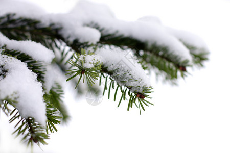 圣诞长青生树白雪清假图片